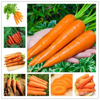 ผลิตภัณฑ์ใหม่ เมล็ดพันธุ์ 2022100 Pcs/bag Heirloom Ginseng Carrot Bonsai, Non-GMO Carrot , Potted Fruit Vegetable /เมล็