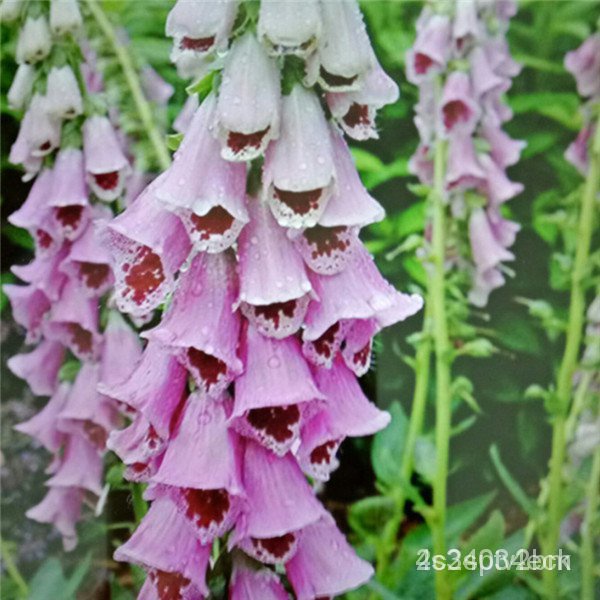 ผลิตภัณฑ์ใหม่-เมล็ดพันธุ์-foxglove-seeds-50-pcs-garden-rare-flower-seeds-potted-purple-foxglove-seeds-bonsai-p-ขายดี-3