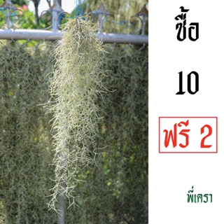 เคราฤาษี หนวดฤาษี Spanish Moss ต้นไม้ฟอกอากาศ ยาว 30-50 cm. หนัก 30-35 g.