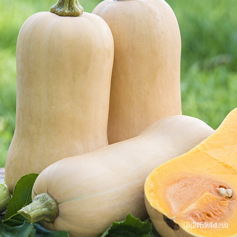 ผลิตภัณฑ์ใหม่-เมล็ดพันธุ์-2022เมล็ดอวบอ้วน-บัตเตอร์นัท-waltham-butternut-squash-seed-25-เมล็ด-คุณภาพดี-ของแท้-ขายดี-a