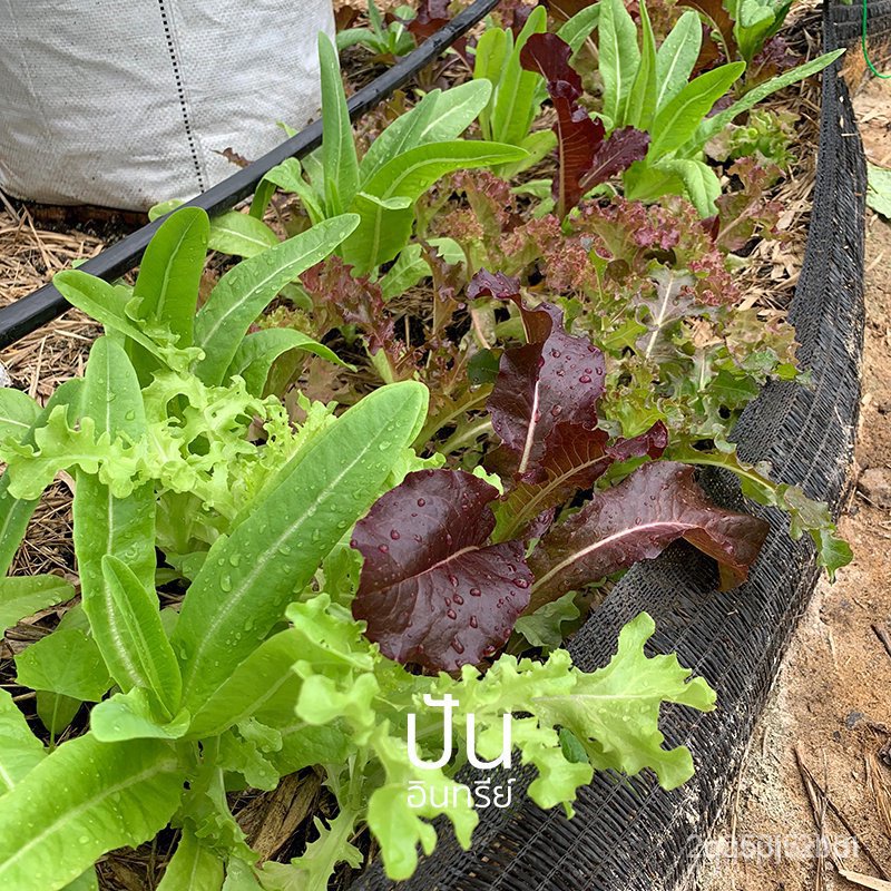 ผลิตภัณฑ์ใหม่-เมล็ดพันธุ์-เมล็ดพันธุ์-สลัดมิกซ์-รวมสลัด-lettuce-salad-mix-รวมผักสลัดหลากหลายชนิด-organic-seed-ขายดี-1