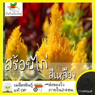 ผลิตภัณฑ์ใหม่ เมล็ดพันธุ์ 2022เมล็ดอวบอ้วน สร้อยไก่ สีเหลือง 200 เมล็ด Celosia Plumosa Seed เมล็ดอวบอ้วนแท้ นำเ /สวนครัว