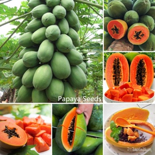 ผลิตภัณฑ์ใหม่ เมล็ดพันธุ์ จุดประเทศไทย ❤[Fast Germination] Ready Stock In Philippines Dwarf Papaya Seeds（10 Pcs）/สวนครัว