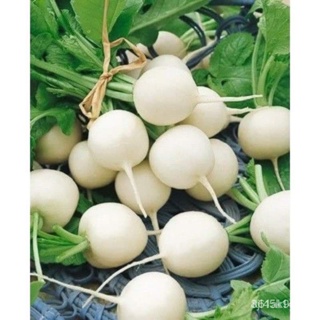 ผลิตภัณฑ์ใหม่ เมล็ดพันธุ์ 2022เมล็ดอวบอ้วน เรดิชสีขาว (Hailstone Radish Seed)  บรรจุ 50 เมล็ดเมล็ดอวบอ้วน 100% ร/ขายดี E