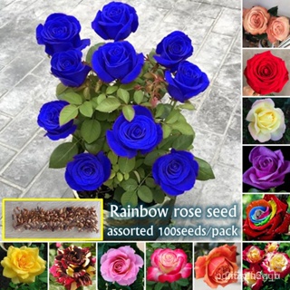 ผลิตภัณฑ์ใหม่ เมล็ดพันธุ์ จุดประเทศไทย ❤High Germination Rainbow Rose Seeds for Sale (Mixed Colors 100pcs) Flowe ค/เมล็ด