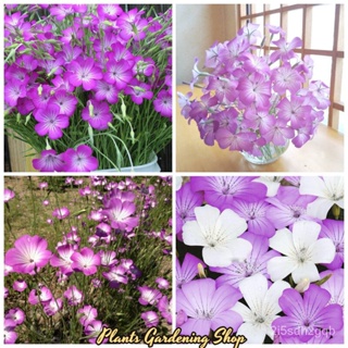 （คุณภาพสูง เมล็ด）เมล็ดพันธุ์ เมล็ดบอนสี Agrostemma Githago flower seeds 50 เมล็ด เมล็ดพันธุ์แ/ง่าย ปลูก สวนครัว /สวนครัว