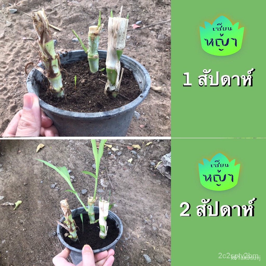 ผลิตภัณฑ์ใหม่-เมล็ดพันธุ์-จุดประเทศไทย-เมล็ดพันธุ์ท่อนพันธุ์-หญ้าหวานอิสเอล-หญ้าหวานอิสราเอล-แพคละ-100-ท่อน-หญ้-สวนครัว