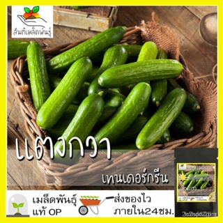 ผลิตภัณฑ์ใหม่ เมล็ดพันธุ์ 2022เมล็ดพันธุ์ แตงกวา เทนเดอร์กรีน 25 เมล็ด Tender Green Cucumber seed เมล็ดพันธุ์แท้/ขายด JG