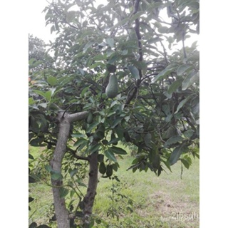 ผลิตภัณฑ์ใหม่ เมล็ดพันธุ์ จุดประเทศไทย ❤ต้นพันธุ์แท้เสียบยอด ต้นอโวคาโด้ ต้นอะโวคาโด้ พันธุ์เฟอเต้ Fuerte Avocad ค/เมล็