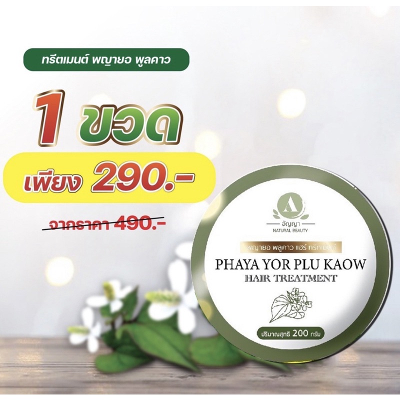 ทรีทเมมต์-พญายอพลูคาว-แก้คัน-เชื้อรา-กลากเกลื้อน-ผมร่วง-ของแท้จากบริษัท