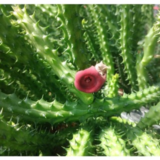 💥เก๋งจีน💥 Huernia schneideriana ขนาดความยาว 10-12 ซม. ต้นแคคตัส ต้นกระบองเพชร(กรุณาอ่านรายละเอียดก่อนทำการสั่งซื้อครับ)