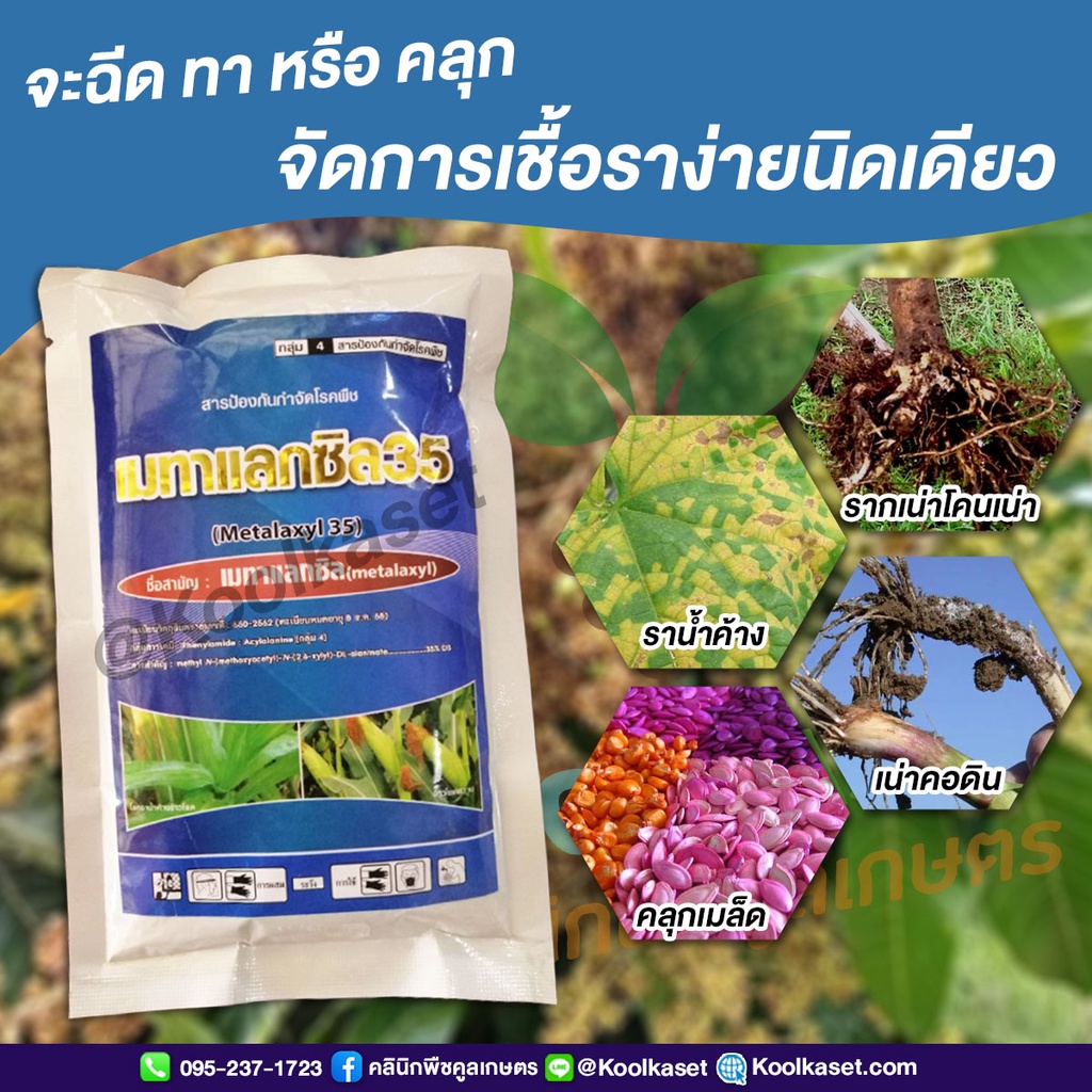 เมทาแลกซิล 35% 100 กรัม โรคต้นเน่า โรครากเน่าโคนเน่า โรคราน้ำค้าง ฉีด ...