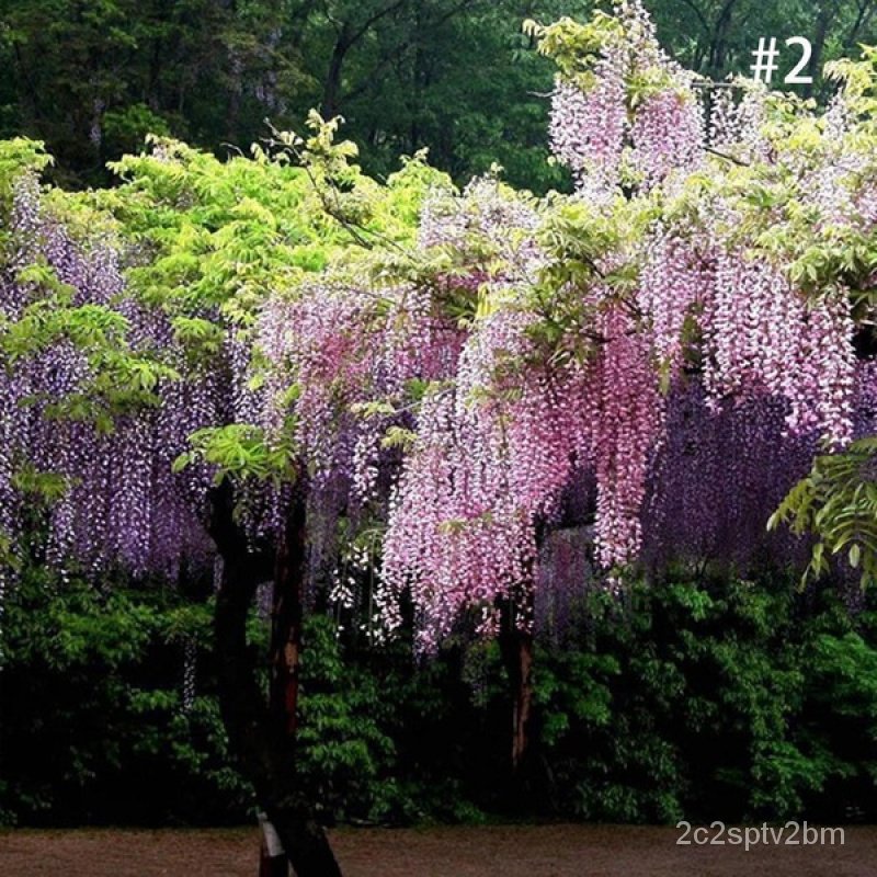 คุณภาพสูง-เมล็ด-10-แคปซูล-แพ็ค-wisteria-sinensis-seeds-and-trees-forest-seed-garden-climbi-ง่าย-ปลูก-สวนครัว-ผักสลัด