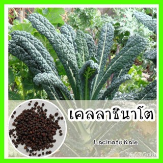 ผลิตภัณฑ์ใหม่ เมล็ดพันธุ์ จุดประเทศไทย ❤พร้อมส่ง ❗ รหัส 077 เมล็ดอวบอ้วนแท้ OP แท้  เคลลาชินาโต  ปลูกง่ายงอกไว  คล/ขา QJ