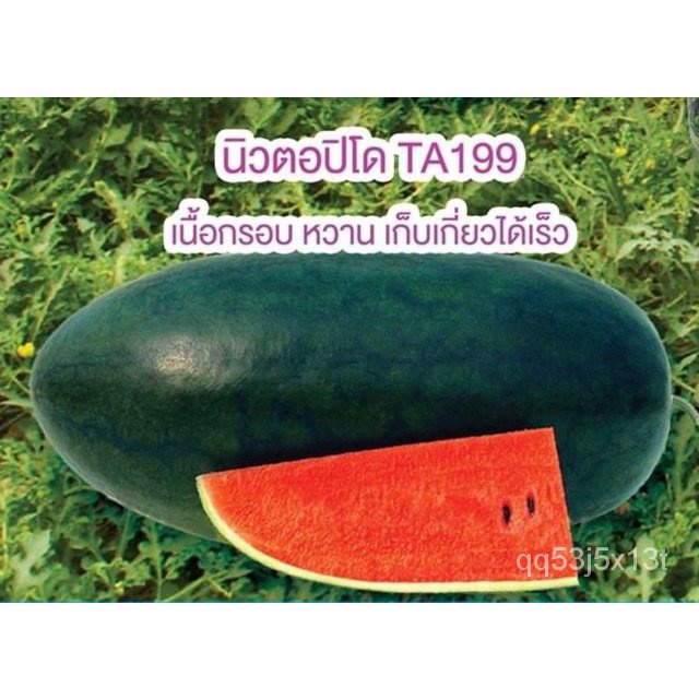 ผลิตภัณฑ์ใหม่-เมล็ดพันธุ์-เมล็ดแตงโมนิวตอปิโด-จำนวน-10-เมล็ด-ta199-watermelon-hybrid-new-torpedo-เมล็ดพันธุ์แ-สวนครัว