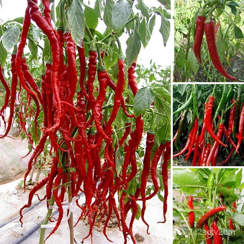 คุณภาพสูง-เมล็ด-100เมล็ด-long-chilli-seeds-เมล็ดผักต่างๆ-เมล็ดผัก-เม็ดผักสวนครัว-seeds-veget-ง่าย-ปลูก-สวนครัว-ขายดี-t