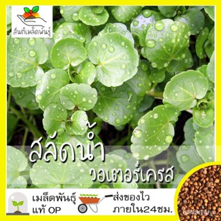 ผลิตภัณฑ์ใหม่ เมล็ดพันธุ์ 2022เมล็ดอวบอ้วน วอเตอร์เครส สลัดน้ำ 500 เมล็ด Watercress Seed เมล็ดอวบอ้วนแท้ นำเข้าจ/ขายดี W