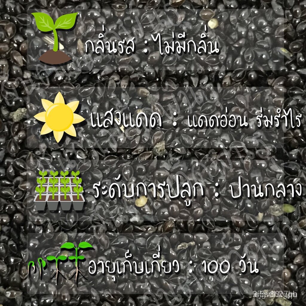ผลิตภัณฑ์ใหม่-เมล็ดพันธุ์-เมล็ดพันธุ์คุณภาพสูงในสต็อกในประเทศไทย-พร้อมส่งเมล็ดอวบอ้วน-ฟอร์เก็ตมีน็อต-ดอกสีขาว-t-คล-เมล็ด