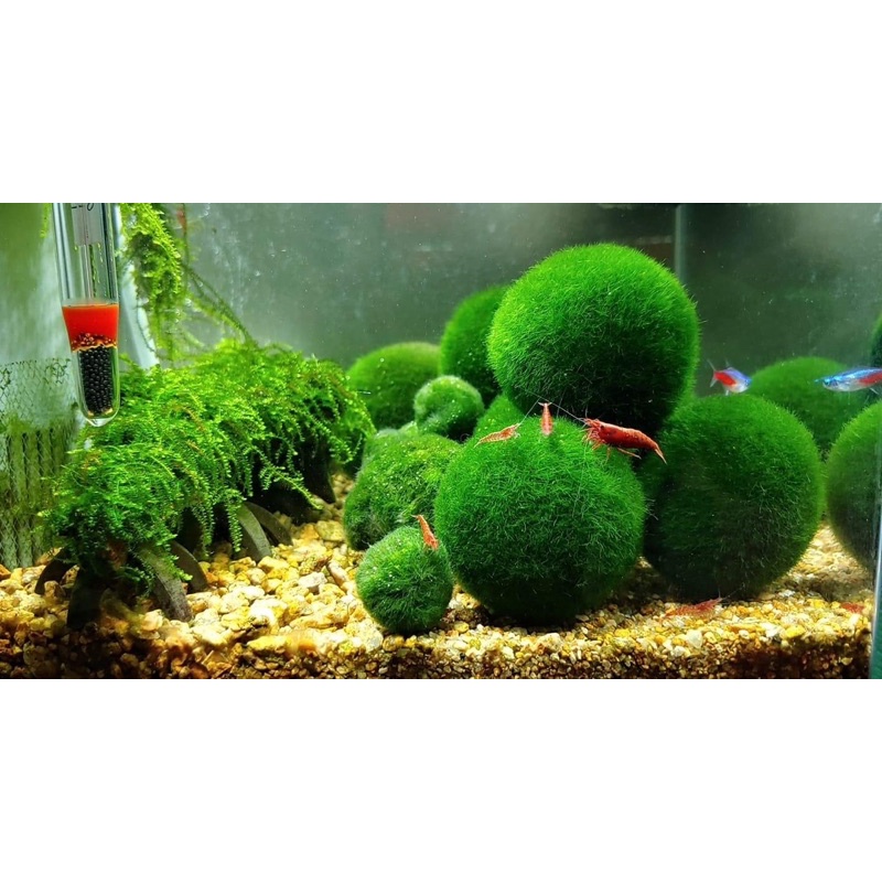 marimo-jumbo-size-import-from-norway-มาริโมะ-นำเข้า-ไซด์ใหญ่-พันธุ์ขนยาว-เขียวสวย-แข็งแรง-มอส-มารีโมะ-ของขวัญ-ของฝาก-ปลา