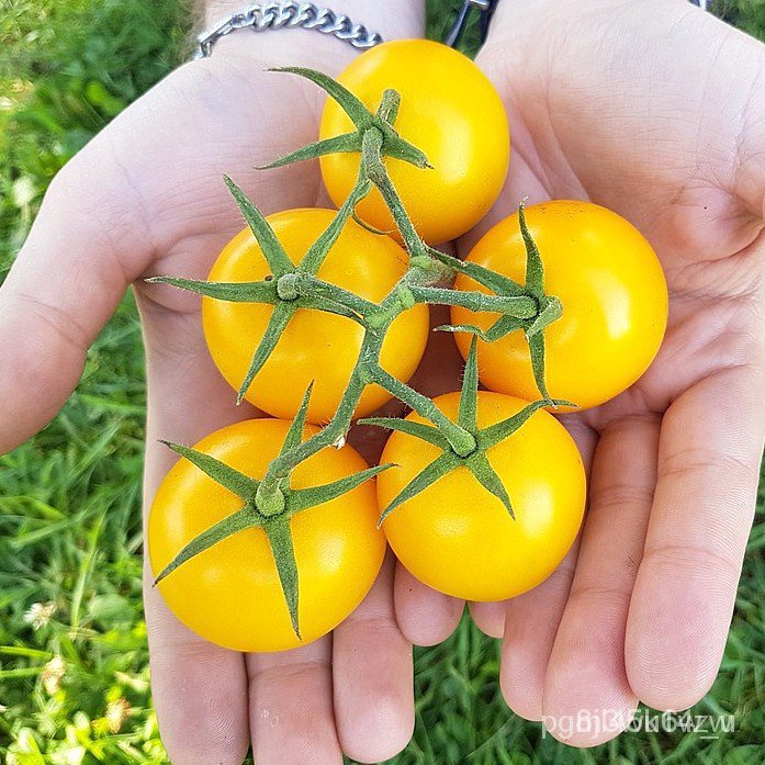 ผลิตภัณฑ์ใหม่-เมล็ดพันธุ์-เมล็ดพันธุ์-มะเขือเทศ-โกลเด้นจูบิลี่-golden-jubilee-tomato-seed-บรรจุ-30-เมล็ด-คุณภา-ขายด-fd