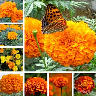 （คุณภาพสูง เมล็ด）เมล็ดดาวเรือง French Marigold seeds 100เมล็ดพันธุ์คุณภาพ ต้นไม้ เมล็ดพันธุ์ /ง่าย ปลูก สวนครัว /ขายด PJ