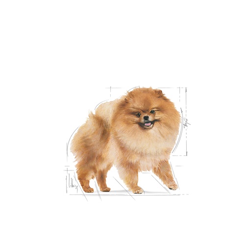 royal-canin-pomeranian-adult-500-g-อาหารสุนัข-สายพันธุ์-ปอม