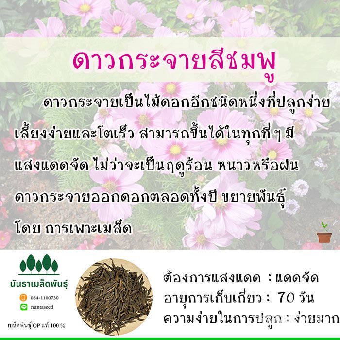 ผลิตภัณฑ์ใหม่-เมล็ดพันธุ์-เมล็ดพันธุ์คุณภาพสูงในสต็อกในประเทศไทย-พร้อมส่ง-ะให้ความสนใจของคุณพร้อมส่ง-รหัส-01-สวนครัว