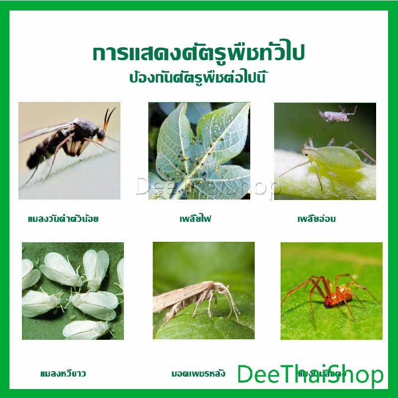 deethai-เม็ดกำจัดเพลี้ย-ไม่ทำร้ายพืช-ยากำจัดสัตรูพืช-ปราศจากฮอร์โมน-ปรับปรุงดิน-อารักขาพืช