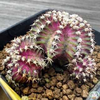 (Y31) ต้นยิมโนหน้ายับ ลูก Trex ไม้เมล็ด - (gymnocalycium) - แคคตัส/ง่าย ปลูก สวนครัว เมล็ด/อินทรีย์ E1SR