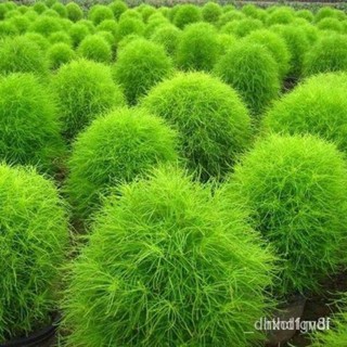 ผลิตภัณฑ์ใหม่ เมล็ดพันธุ์ 2022บอนสี 100เมล็ด เมล็ดอวบอ้วน Kochia Scoparia Seeds เมล็ดบอนสี บอนสีหายาก เมล็ดดอกไ /ดอก U06