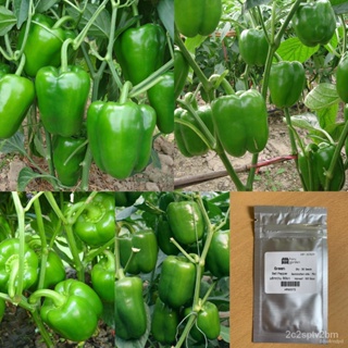 ผลิตภัณฑ์ใหม่ เมล็ดพันธุ์ จุดประเทศไทย ❤เมล็ด : เมล็ดพริกหวานสีเขียว Green Bell Pepper Seed / Sweet Pepper Seed คล/เ FQJ