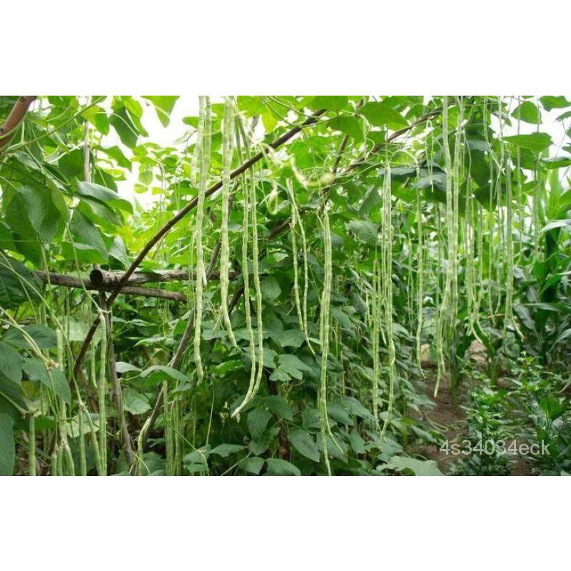 ผลิตภัณฑ์ใหม่-เมล็ดพันธุ์-2022เมล็ดพันผัก3a-50เมล็ด-long-bean-seeds-vegetable-เมล็ดพัน-เมล็ดผักต่างๆ-พันธุ์ผัก-เ-สวนครัว