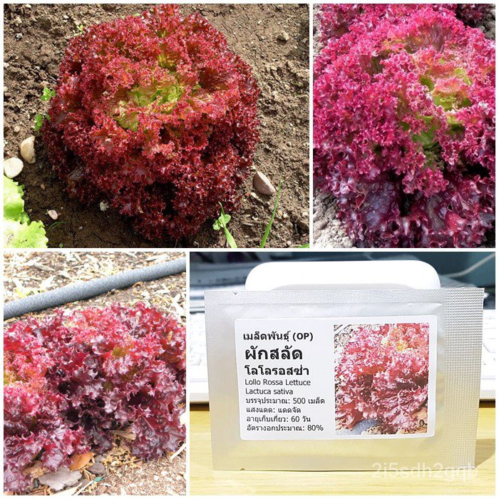 คุณภาพสูง-เมล็ด-เมล็ดพันธุ์-ผักสลัด-โลโลรอสโซ่-lollo-rosso-lettuce-seed-บรรจุ-500-เมล็ด-คุณ-ง่าย-ปลูก-สวนครัว-สวนครัว
