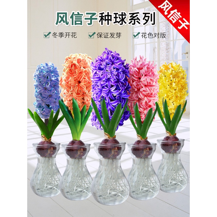 hyacinth-seed-ball-hydroponic-set-indoor-narcissus-seed-ball