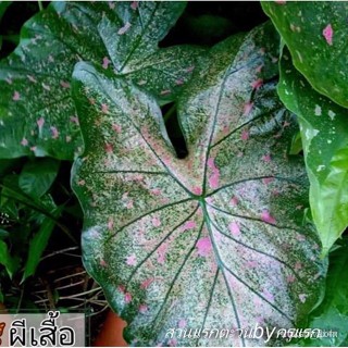 อินทรีย์ ใหม่ สายพันธุ์ เมล็ดพันธุ์คุณภาพสูงในสต็อกในประเทศไทยบอนสีราชินีแห่งไม้ใบ เธอคือ ผีเสื้อยักษ์ จัดส่งแบบ/ขายด QA