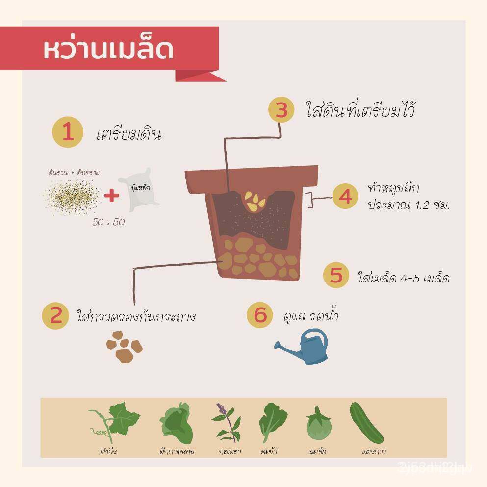 ผลิตภัณฑ์ใหม่-เมล็ดพันธุ์-จุดประเทศไทย-10-แถม-1-เมล็ดอวบอ้วนผักชีไทย-10-g-สำหรับปลูก-ปลูกง่าย-เมล็ดใหม่-ปรึก-คล-เ-fbp