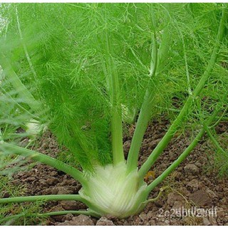 ผลิตภัณฑ์ใหม่ เมล็ดพันธุ์ จุดประเทศไทย ❤FENNEL HERB SEEDS (100 seeds)เมล็ดอวบอ้วน 100% รอคอยที่จะให้ความสนใจของ /ขายด 31