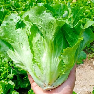 ผลิตภัณฑ์ใหม่ เมล็ดพันธุ์ 2022เมล็ดอวบอ้วน ผักสลัด มีชุด 100 เมล็ด (Salad, Lettuce Seed)เมล็ดอวบอ้วน 100% รอคอยที่/เมล็ด