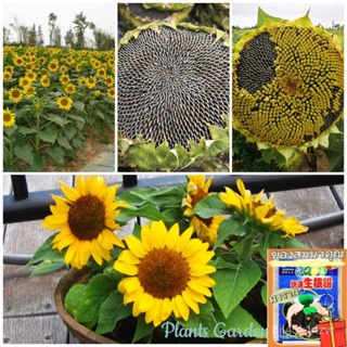 （คุณภาพสูง เมล็ด）เมล็ดพันธุ์ ดอกทานตะวัน Edible Dwarf Sunflower Flower Seeds แต่ละแพ็คมี 50 เมล็ด ดอ/ง่าย ปลูก ส/ขายด MS