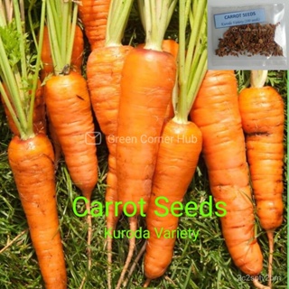 ผลิตภัณฑ์ใหม่ เมล็ดพันธุ์ จุดประเทศไทย ❤Carrot Seeds (Kuroda Variety/200+seeds)เมล็ดอวบอ้วน 100% รอคอยที่จะให้คว/ขายดี 5