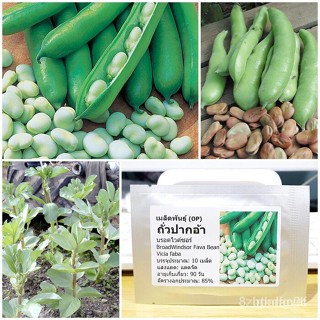 ผลิตภัณฑ์ใหม่ เมล็ดพันธุ์ 2022เมล็ดอวบอ้วน ถั่วปากอ้า (Broad Windsor Fava Bean Seed) 10 เมล็ด คุณภาพดี ราคาถูก  /ดอก PFF