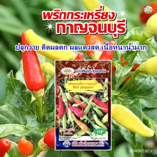ผลิตภัณฑ์ใหม่ เมล็ดพันธุ์ เมล็ดพริกกระเหรี่ยง กาญจนบุรี Hot Pepper เมล็ดพันธุ์พริก เมล็ดพริก เมล็ดพันธุ์ผัก ตรา /ขายด EO