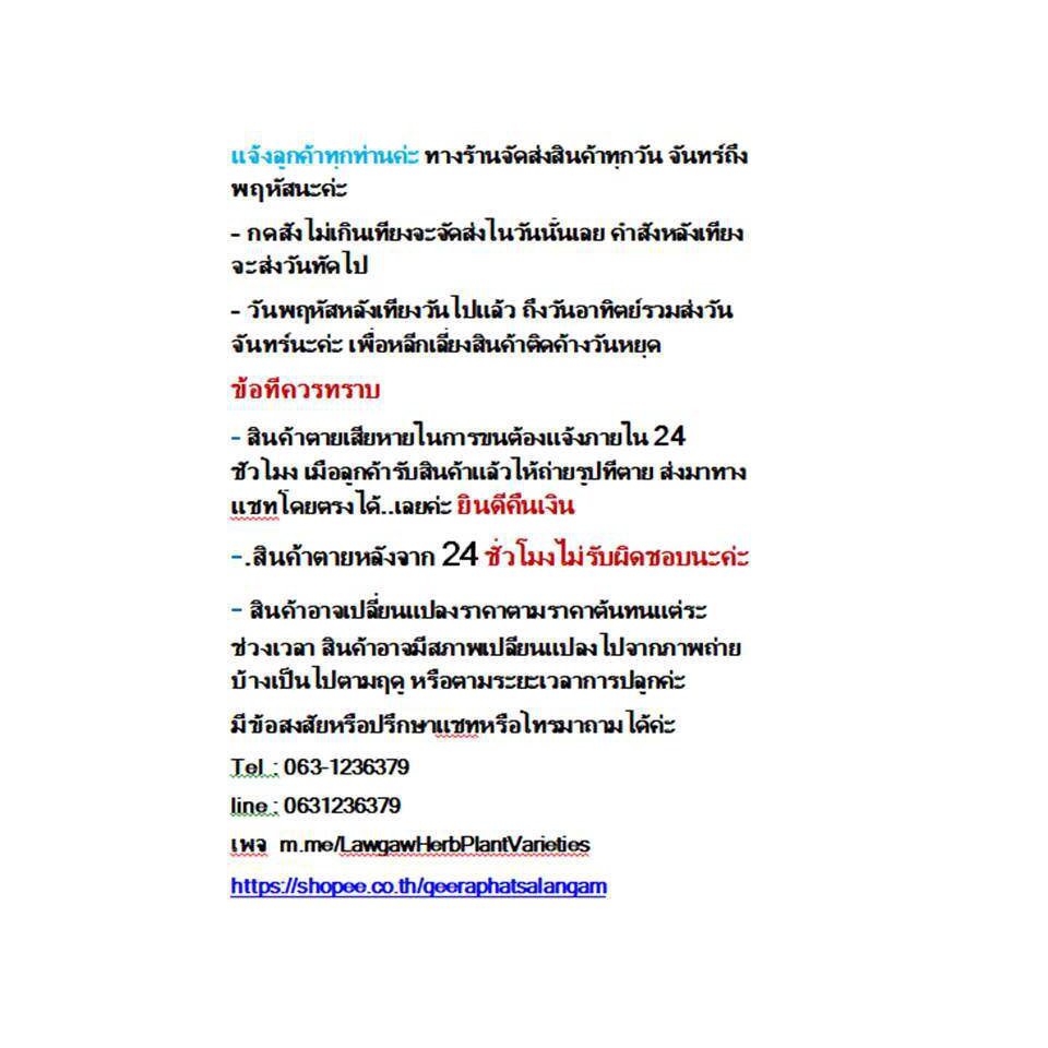 ผลิตภัณฑ์ใหม่-เมล็ดพันธุ์-เมล็ดพันธุ์คุณภาพสูงในสต็อกในประเทศไทยต้นพันธ์ุแคทนิปnepeta-cataria-หรือกัญชาแมวจัดส่-ขายด-5l