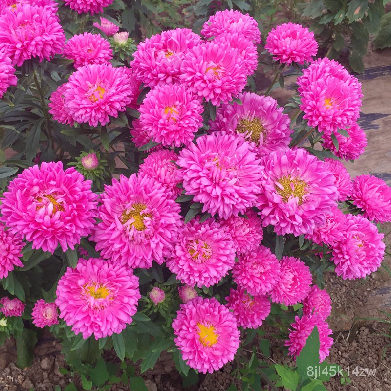 คุณภาพสูง-เมล็ด-เมล็ดพันธุ์-ดอกเบญจมาศ-mixed-chrysanthemum-flower-seeds-เมล็ดดอกไม้-ต้นไม้ปร-ขายดี-ผัก-ปลูก-ขายดี-kyeo