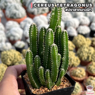 ผลิตภัณฑ์ใหม่ เมล็ดพันธุ์ สปอตสินค้า❤ปราสาทนางฟ้า Cereus Tetragonus แคคตัส กระบองเพชร cactus&amp;succulentเมล็ดอวบอ /ดอก YYF
