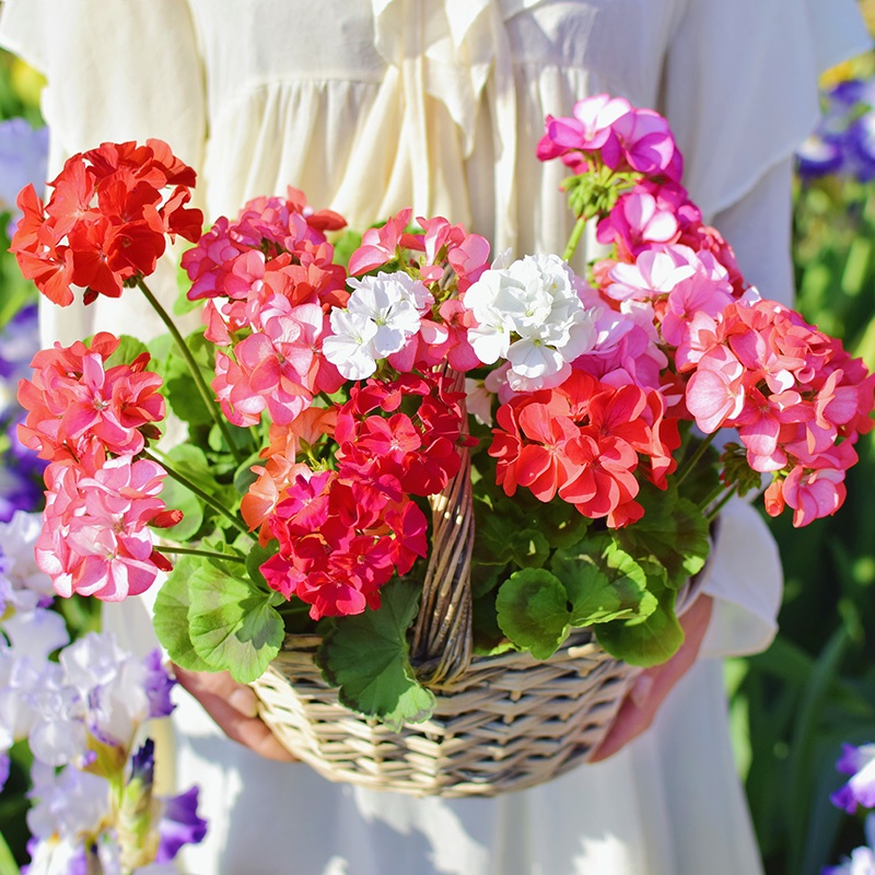 ต้นกล้าดอกไม้-geranium-ต้นกล้าขนาดเล็กตรงระเบียงดอกไม้ขนาดใหญ่ลานในร่มและกลางแจ้งไม้ยืนต้นกระถาง