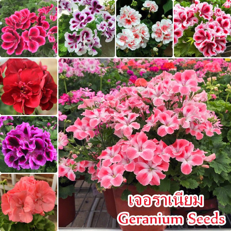 （คุณภาพสูง เมล็ด）100 เมล็ด เจอราเนียม Multi Color Geranium Seeds ...