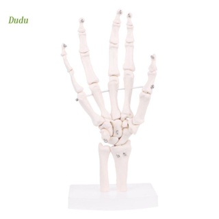 Dudu โมเดลโครงกระดูกมือมนุษย์ ขนาดเท่าชีวิต สําหรับการศึกษากายวิภาคศาสตร์
