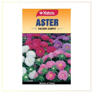 ผลิตภัณฑ์ใหม่ เมล็ดพันธุ์ จุดประเทศไทย ❤YPF Aster Colour Carpet Seedsเมล็ดอวบอ้วน 100% รอคอยที่จะให้ความสนใจของ /ดอก ZLW