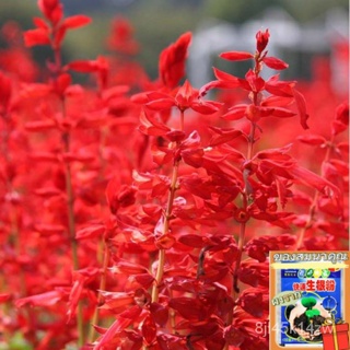 （คุณภาพสูง เมล็ด）ซัลเวียแดง ถูกที่สุด 25 บ.เมล็ดซัลเวียแดงของเเท้ 20 เมล็ดดอกสวยเต็มเมล็ด!!ปล/ง่าย ปลูก สวนครัว /ขายด 2T